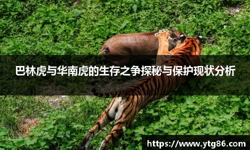 巴林虎与华南虎的生存之争探秘与保护现状分析